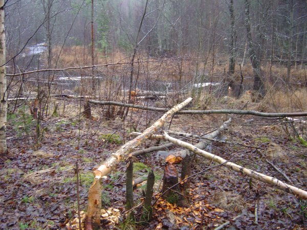 Bävergnag vid forsen 20 nov-11 Bävergnag vid forsen 20 nov-11
