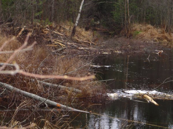 Bäverhydda på gång Bäverhydda på gång