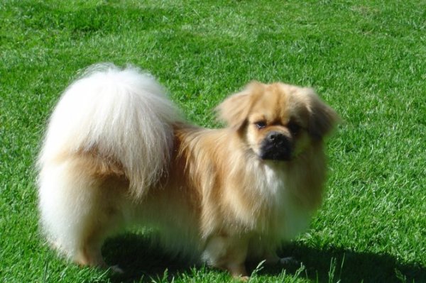 Nalle 3 juni Nalle 3 juni