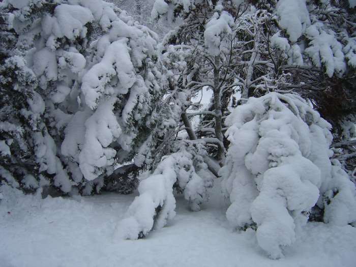Snöfall 16 dec -10 Snöfall 16 dec -10