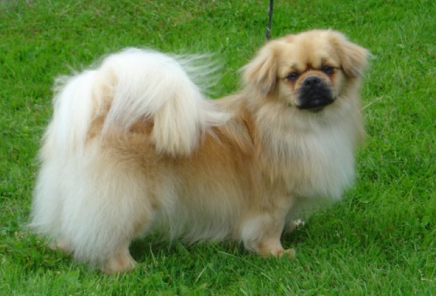 Nalle nybadad