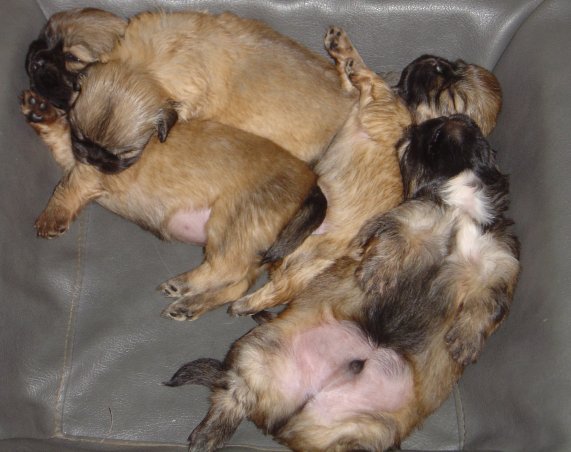 avas siesta 3v