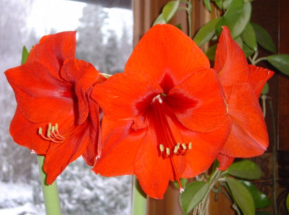 Amaryllis Red Lion