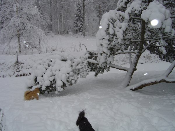 Gina under snötyngd tall