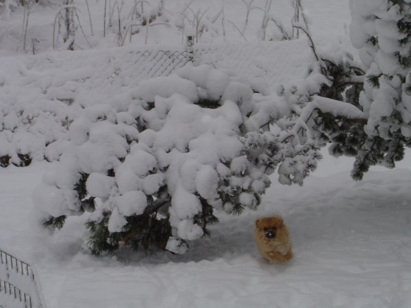 Gina under snötyngd tall2