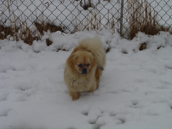 Gia 13 april -13 i snö