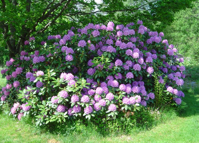 Rhododendronholmen juni -08