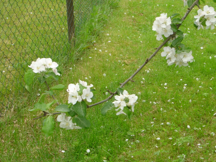 Äppelträdet, gren