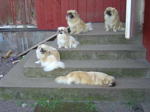 Bondmorans-13 tibbar på trappan2.jpg