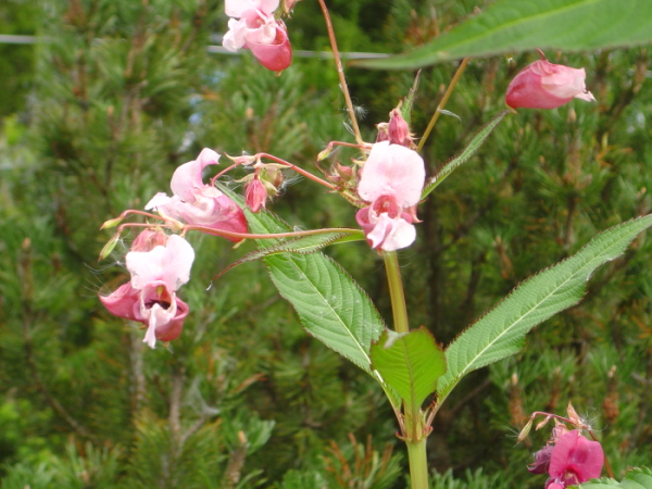 Balsamin med humla