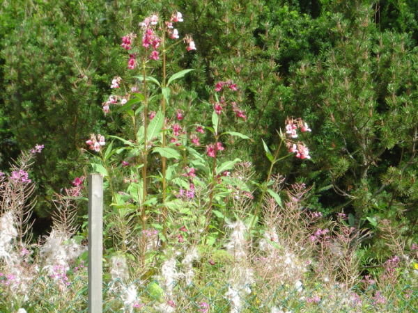 Balsaminer2