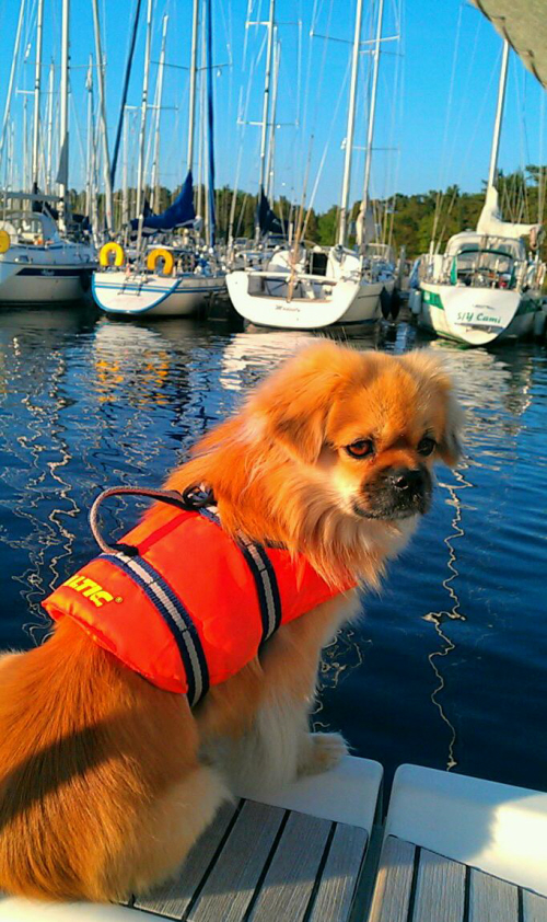 Nelson i fören