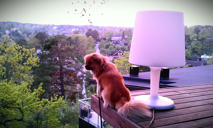 Nelson på berget