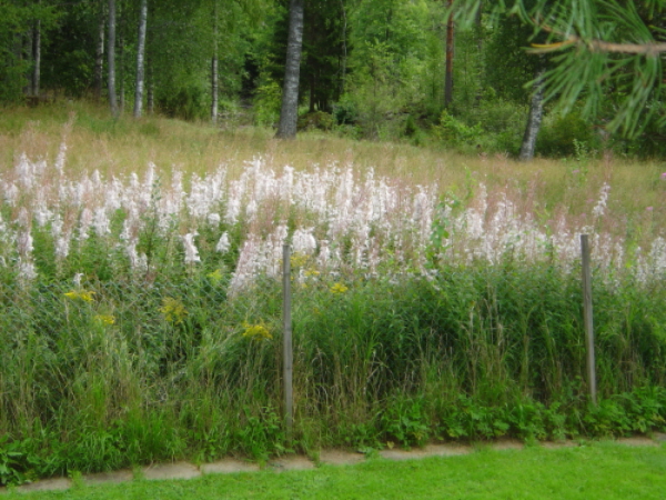 Rallarrosor, utblommade