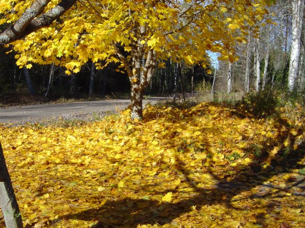 höstglöd lönn