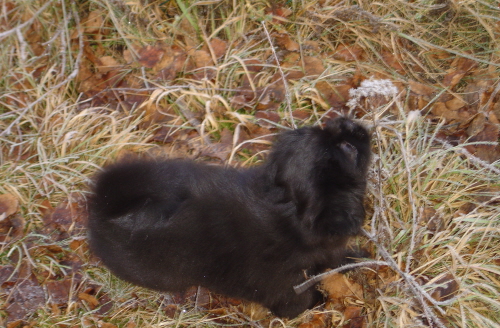 Bessies 8 v. Maja med rölleka