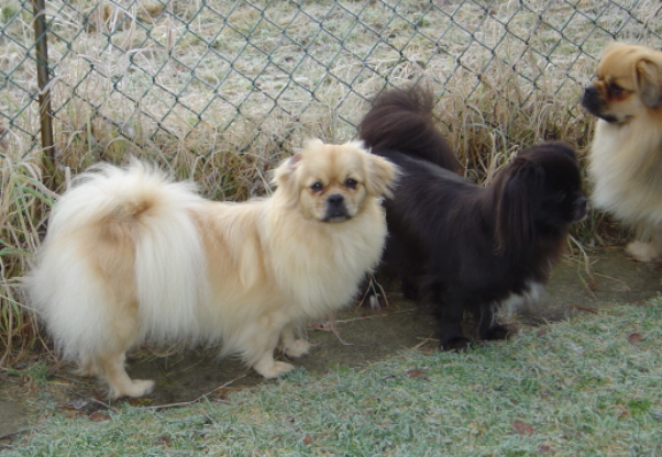 Gia, Bessie o Nalle, nov-13