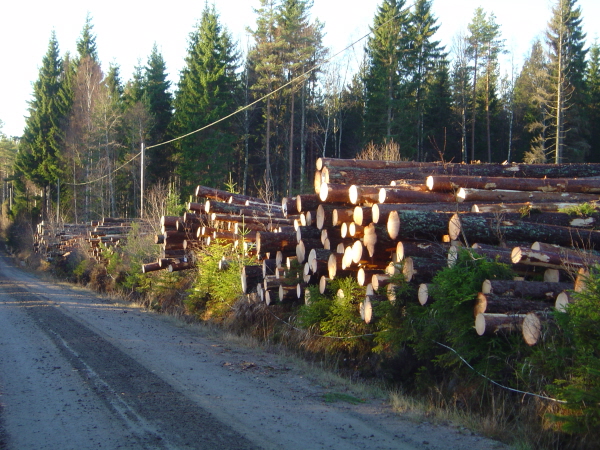 Skogsarbete