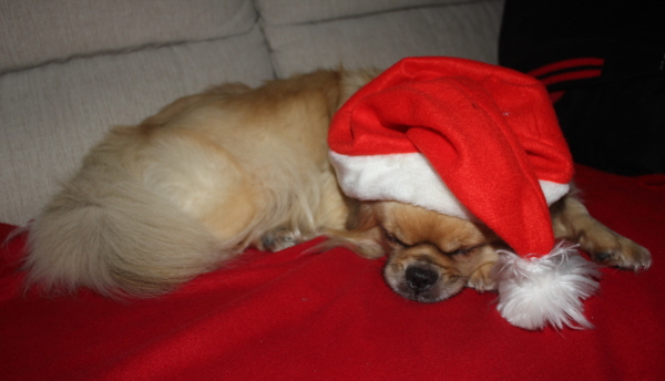 Enya tomte -13