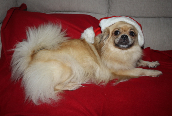 Enya tomte 2-13