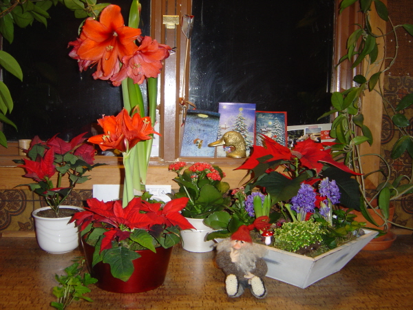 Julblommor och tomte