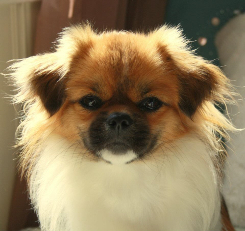 Kristins Millie porträtt