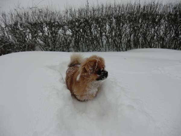 Bella i snö 2