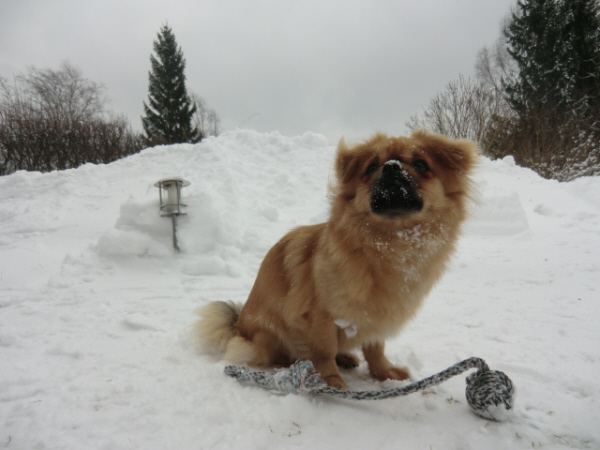Bella i snö