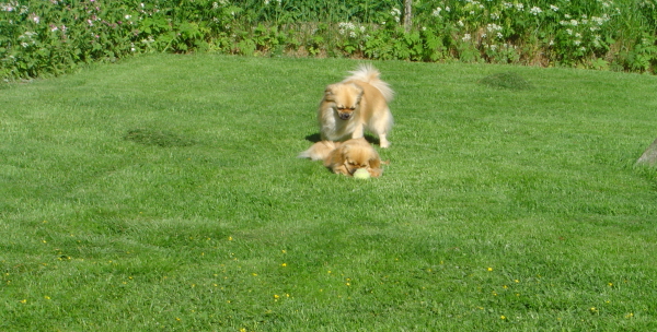 Maj 27-14 Nyklippt rasthage
