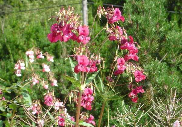 Balsamin-14