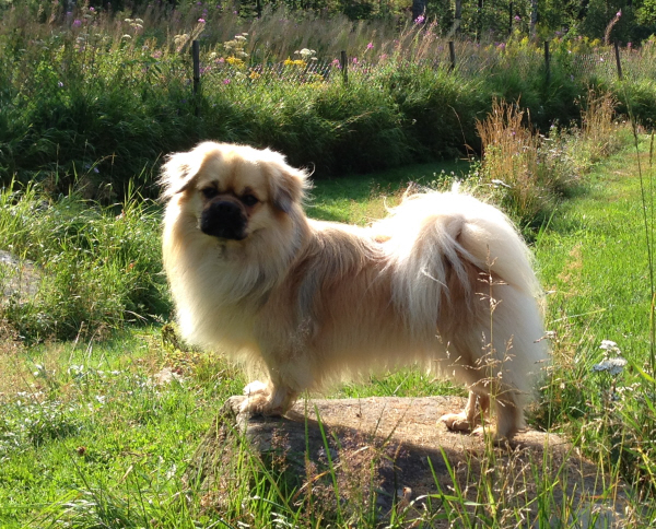 Nalle på sten, foto K