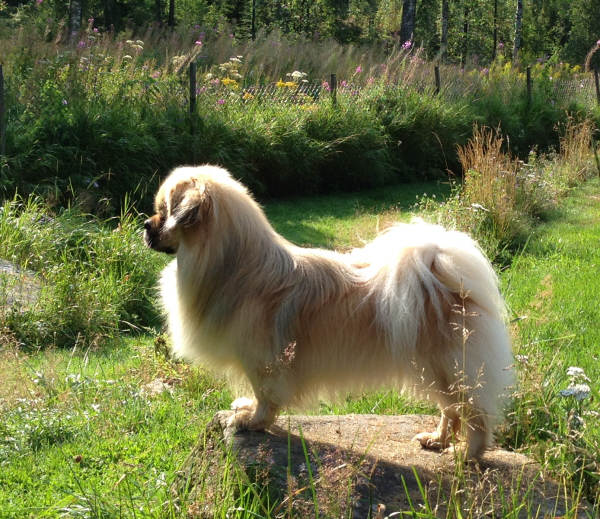 Nalle på sten2, foto K