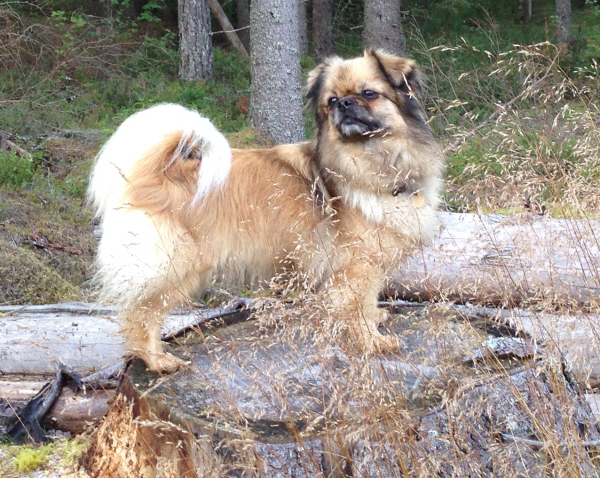 Ninna på stubbe nära 2