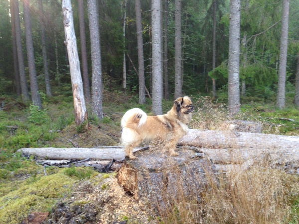 Ninna på stubbe