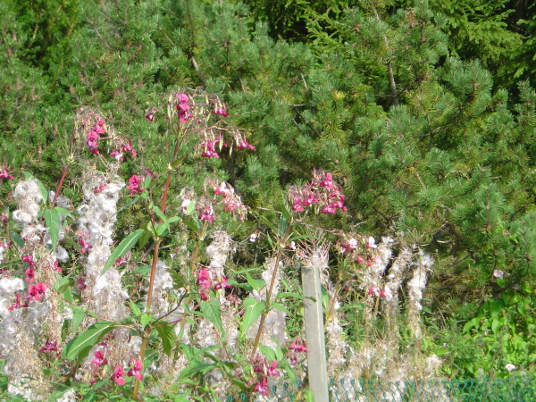 Balsamin o rallarros i ull