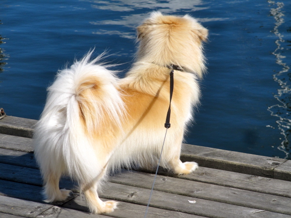 Ruby på bryggan