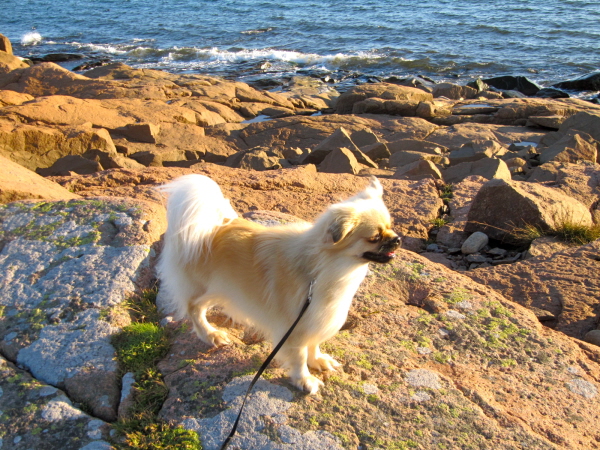 Ruby på klippor