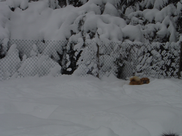 3feb-15 Nalle i snö