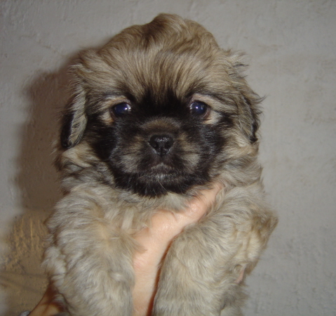 Gias Teddy Bear 7 v