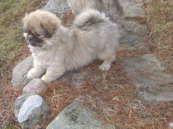 6mars-15 Teddy på muren