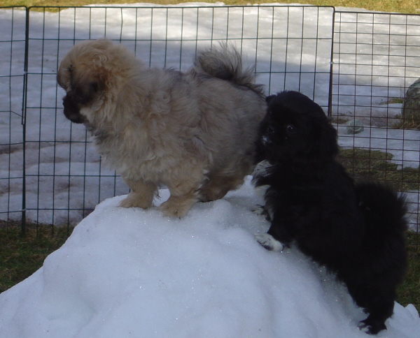 6mars Teddy o Tiara på snöhög