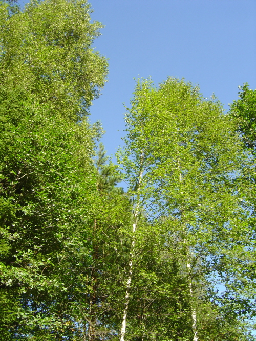 Blå himmel