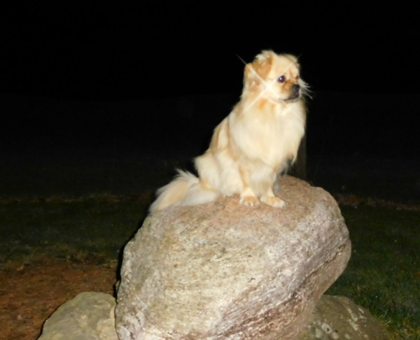 Gia på sten hos nya husse