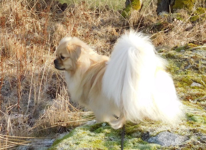 Gia med hög svans