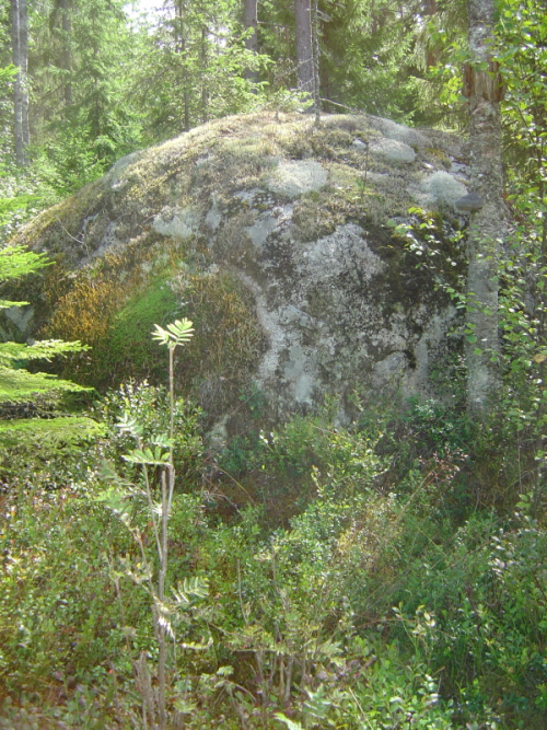 Blåbär vid sten