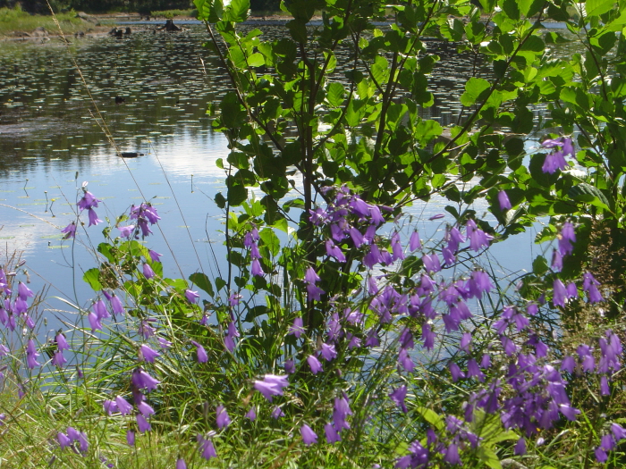 Dammen blåklockor 1
