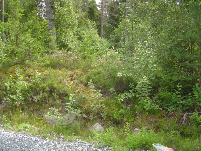 blåbär, uppgång